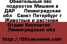 Обаятельный пёс – подросток Мишаня в ДАР!  - Ленинградская обл., Санкт-Петербург г. Животные и растения » Отдам бесплатно   . Ленинградская обл.